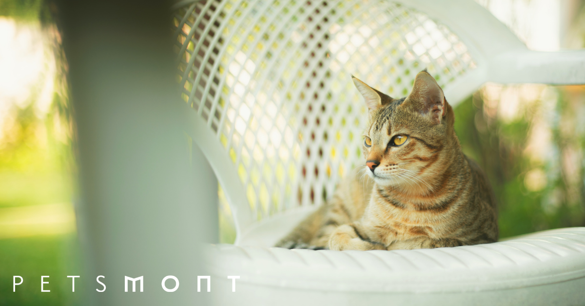Benefits of Owning a Cat Why it's Good for You Petsmont
