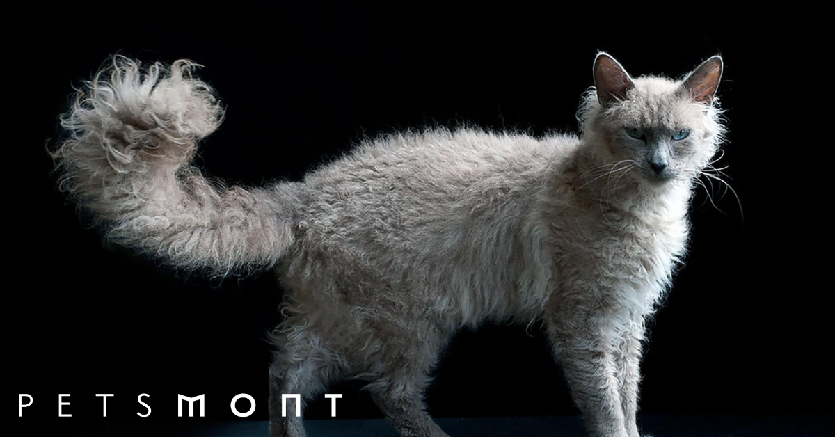 Do poodle online cats shed