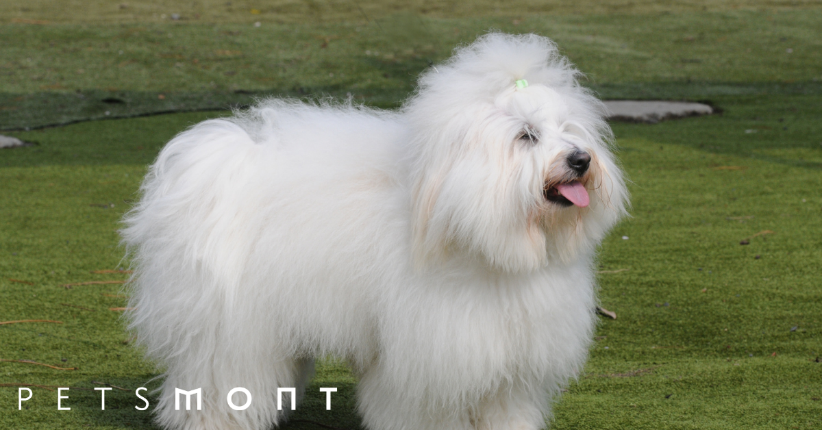 Coton dog best sale breed