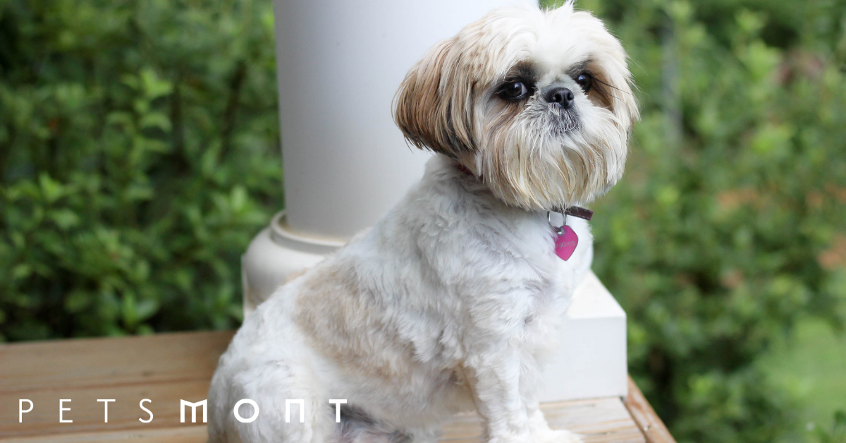 Shih tzu first hot sale bath