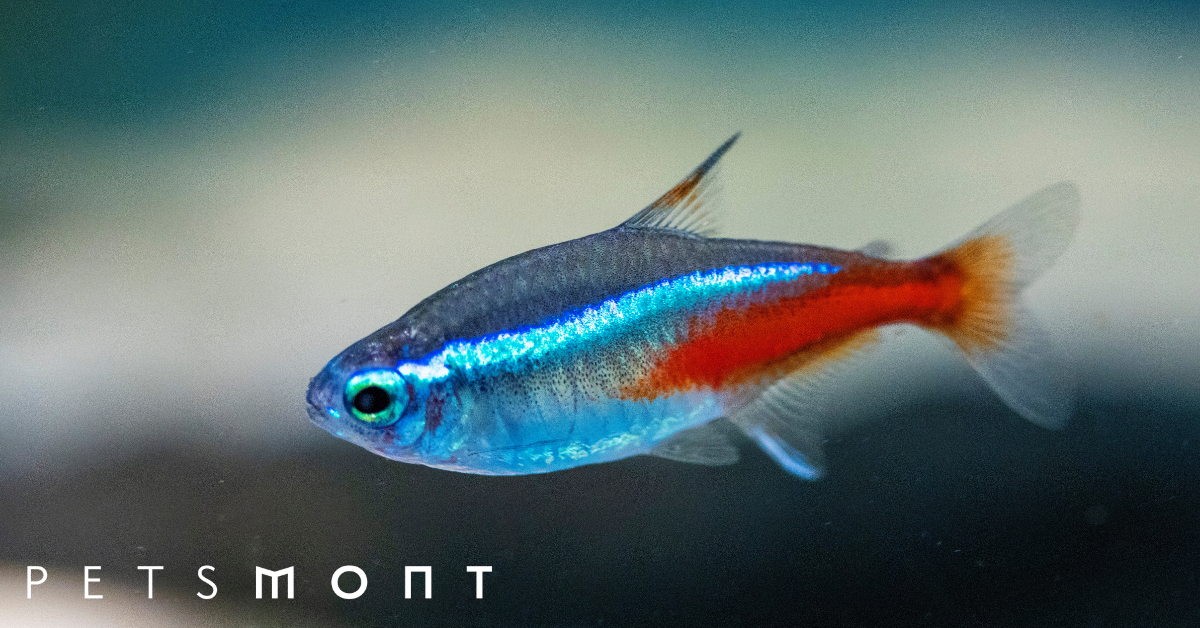 Neon tetra fish clearance food