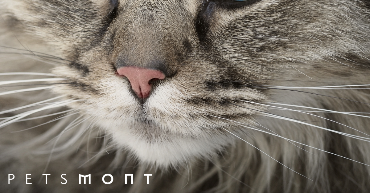 What Are Cat Whiskers For? Petsmont