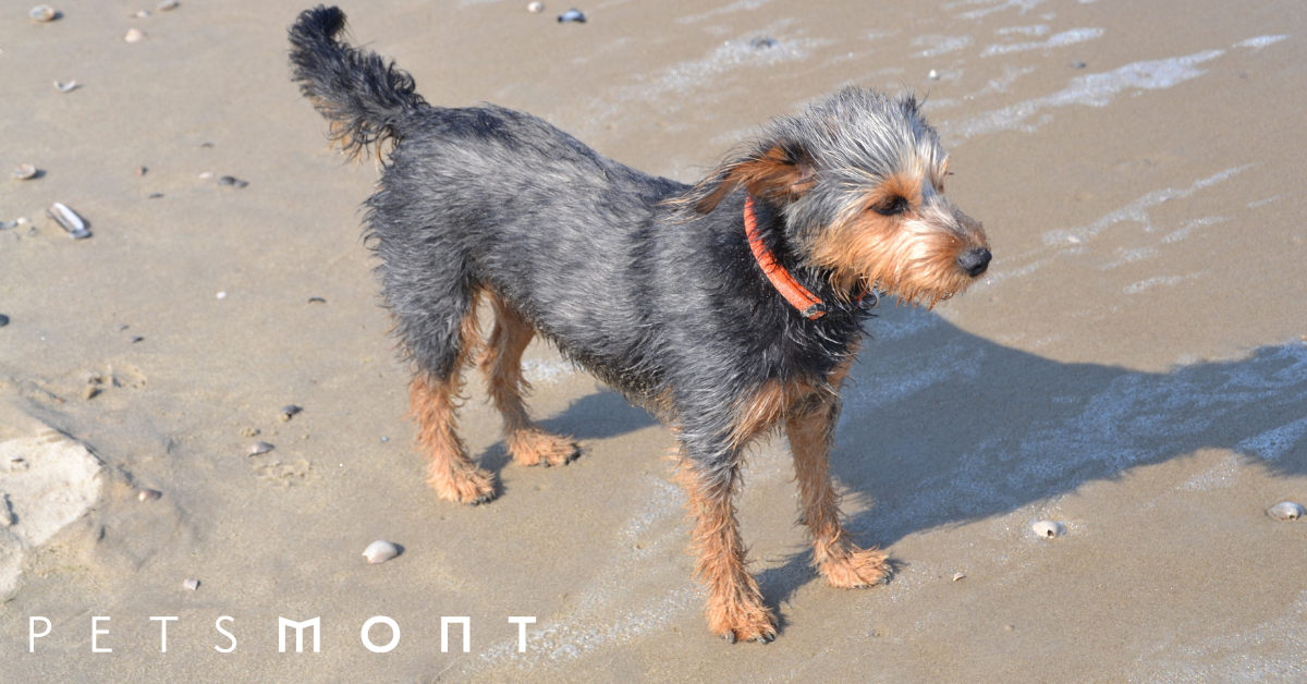 Wire haired sales dachshund yorkie mix
