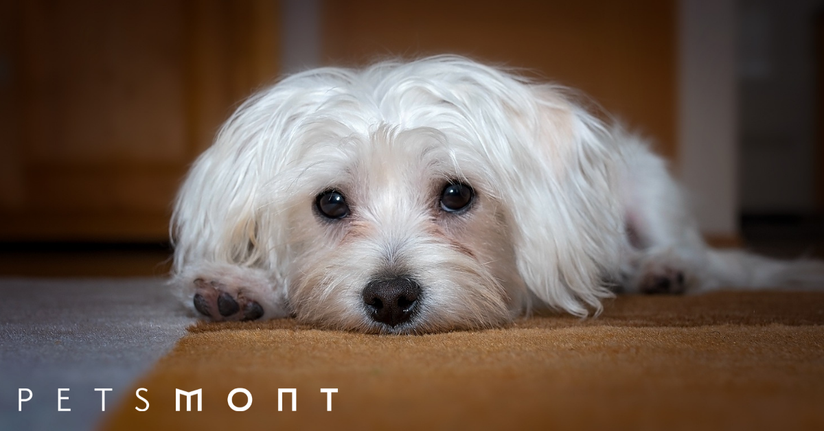 Maltese 2024 dog shedless