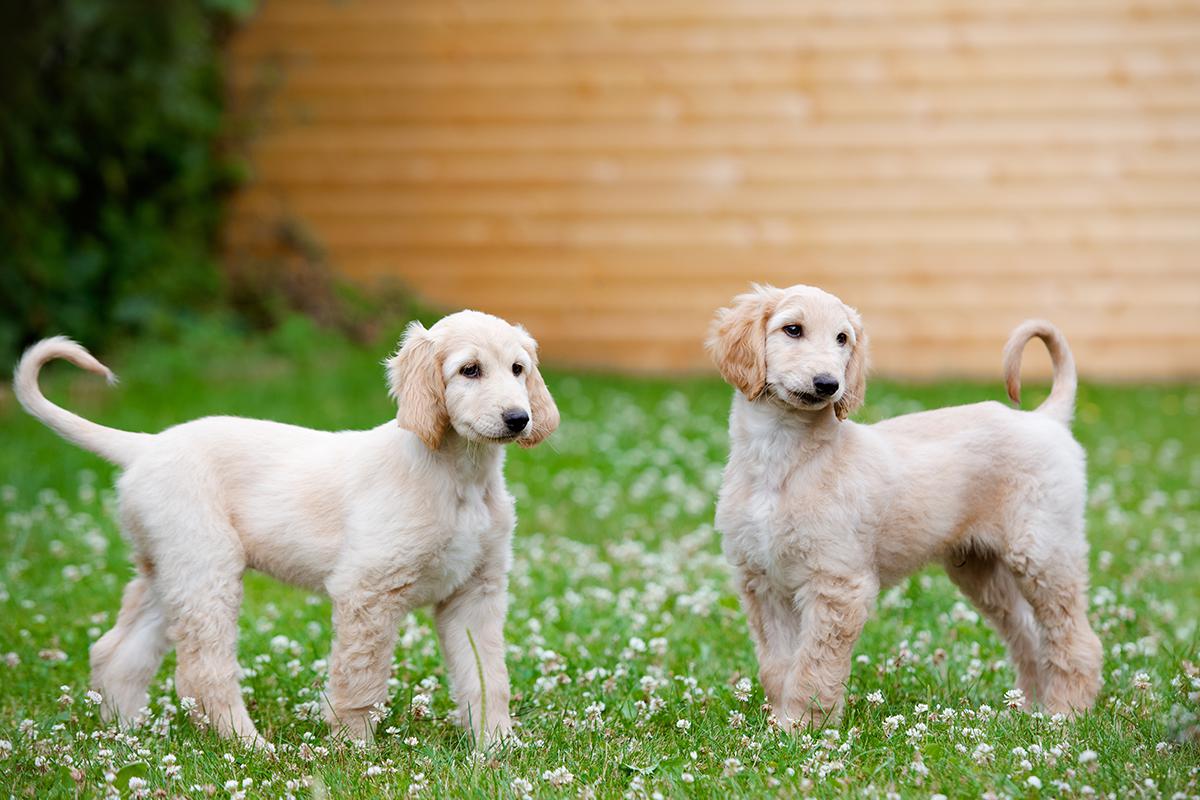 Everything You Need to Know About the Afghan Hound Puppy &#8211; Petsmont