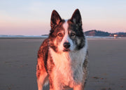 Cyst vs Lipoma in Dogs: The Most Common Benign Tumors