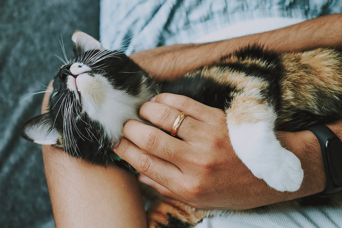 How to Pet a Cat Everything You Need to Know About Cat Care and Affec