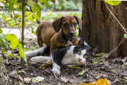 Gut Health and Pets: Why Gut Bacteria Matters for Cats and Dogs' Health