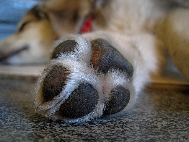 Why Do Dogs Lick Their Paws Excessively and 5 Proven Soothing Remedies –  Petsmont