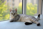 Feline Leukemia Virus (FeLV)