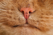 Hiperthyroidism in Cats
