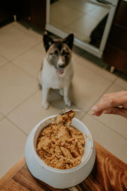 Superior Nourishment: Senior Pet Diets through their Golden Years