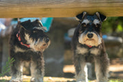 Multiple Lipomas in Senior Dogs (Lipomatosis)