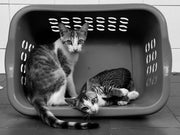 Feline Infectious Peritonitis (FIP) in Cats