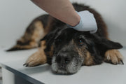 Mast Cell Tumors in Dogs: Understanding One of the Most Common Skin Cancers