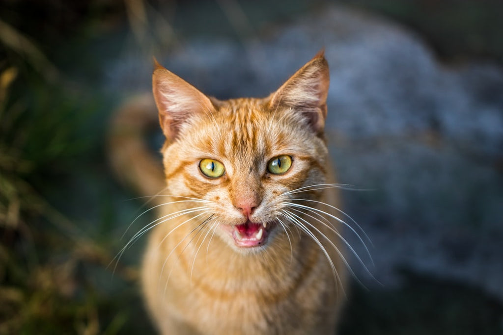 What Do Cat Meows Mean: Here's What You Need To Know