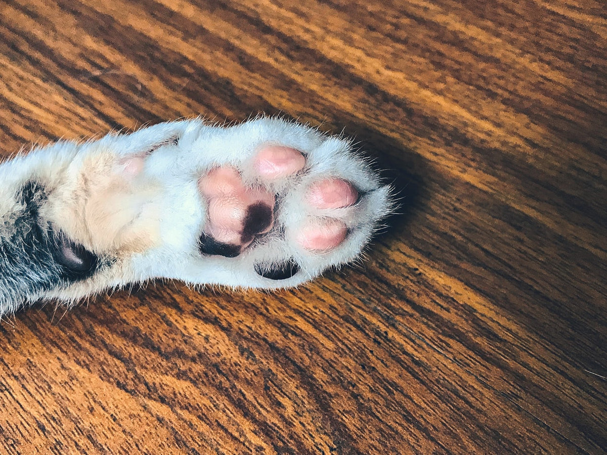 Cat Paw Anatomy Petsmont