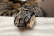 Dry Paws and Noses in Dogs and Cats – Is It Normal?