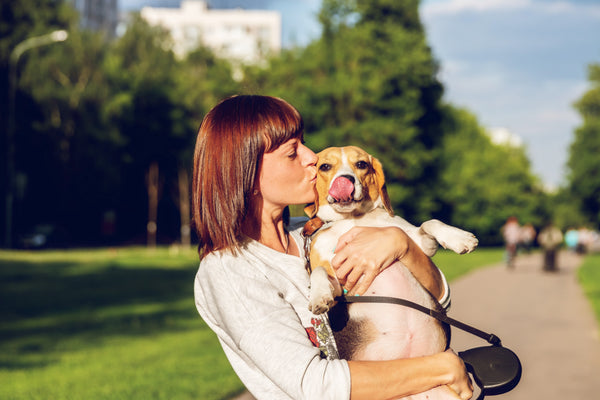 How to Spot Beagle Health Issues