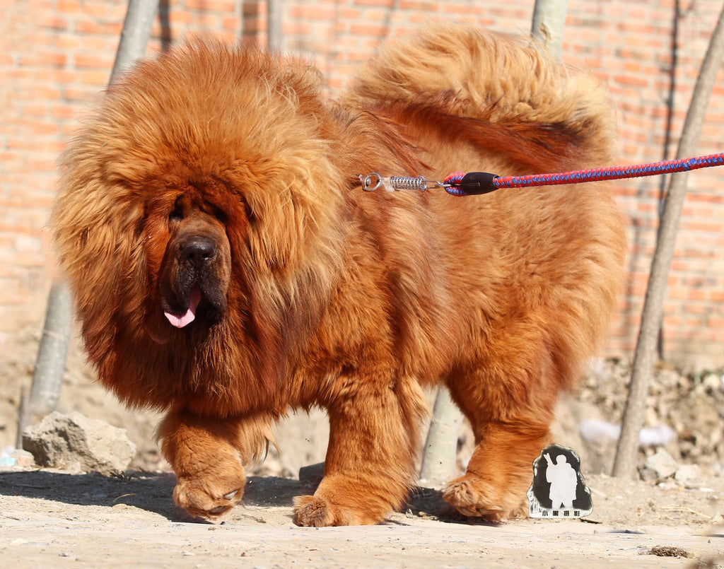 Tibetan Mastiff Dog: A Rare and Protective Breed