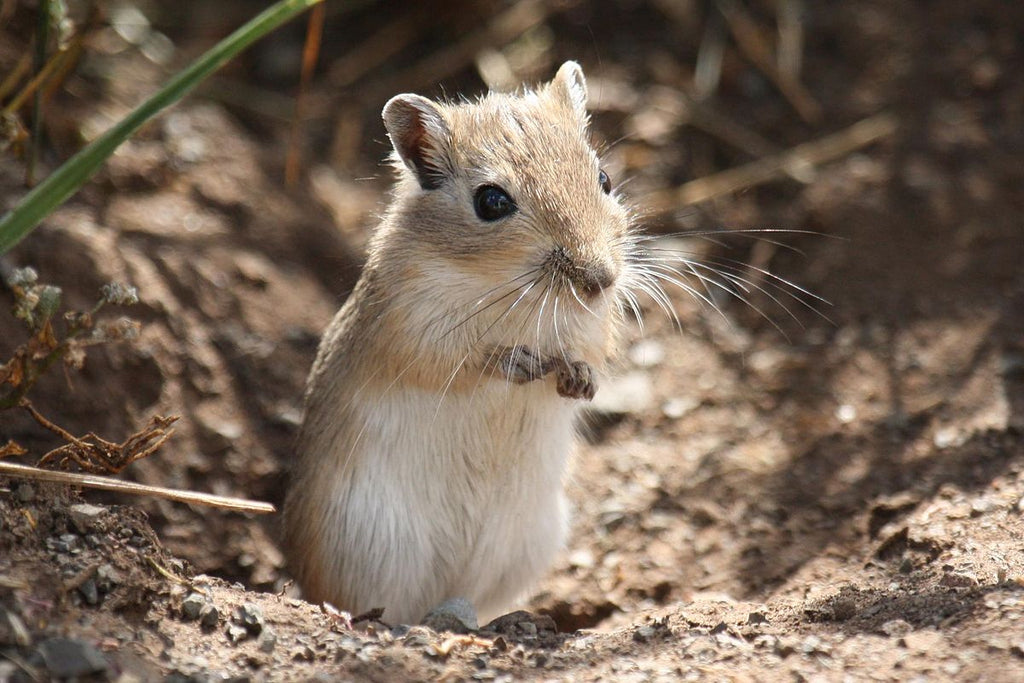 Gerbil Lifespan: Caretaking for Longevity