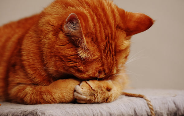 Skittish Cat - What Can You Do About It?