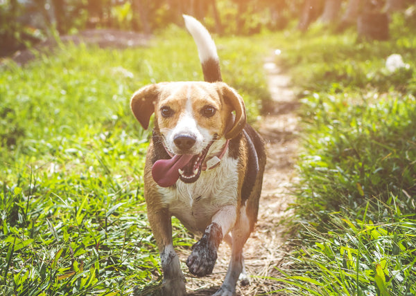 How Long Do Beagles Live?