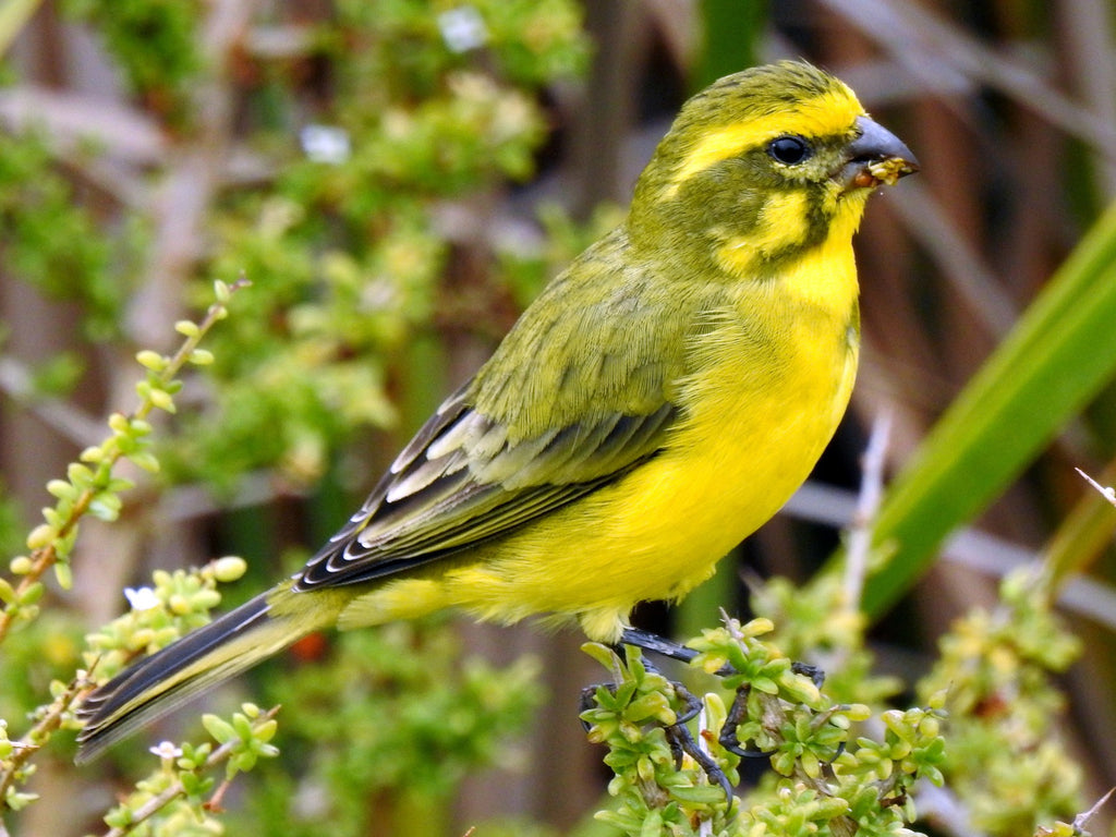How To Feed and Care for a Yellow Canary