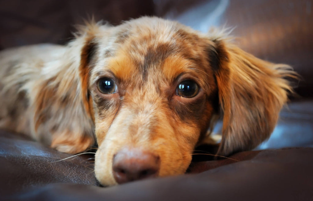 Everything You Need to Know About the Long-Haired Chiweenie