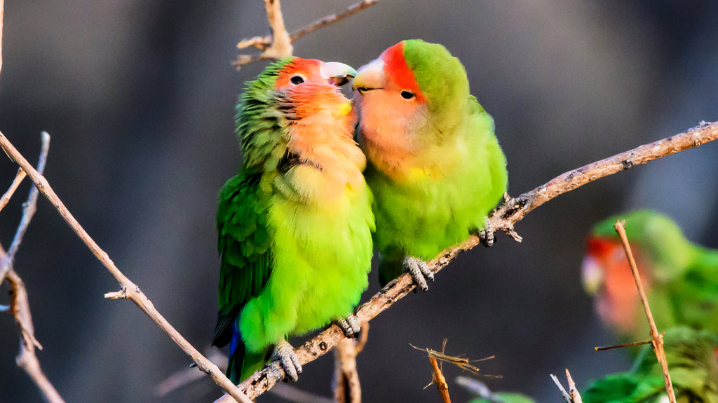 How To Keep Lovebirds as Pets: Here Are 5 of the Best Tips