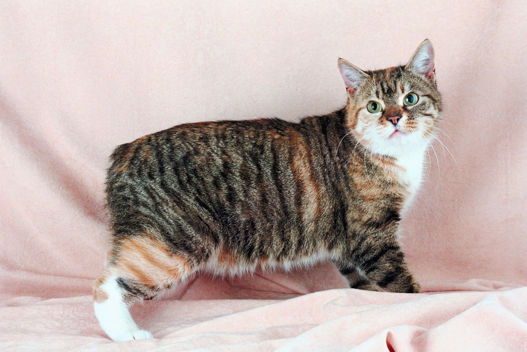 Manx Cat Breed: Get to Know This Tailless Cat Breed