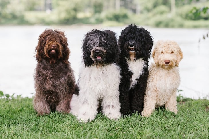 Barbet Puppies: What to Know Before Adopting