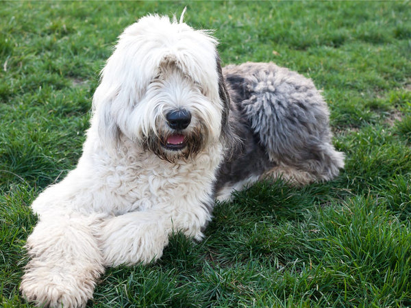 Most Common Shaggy Dog Breeds