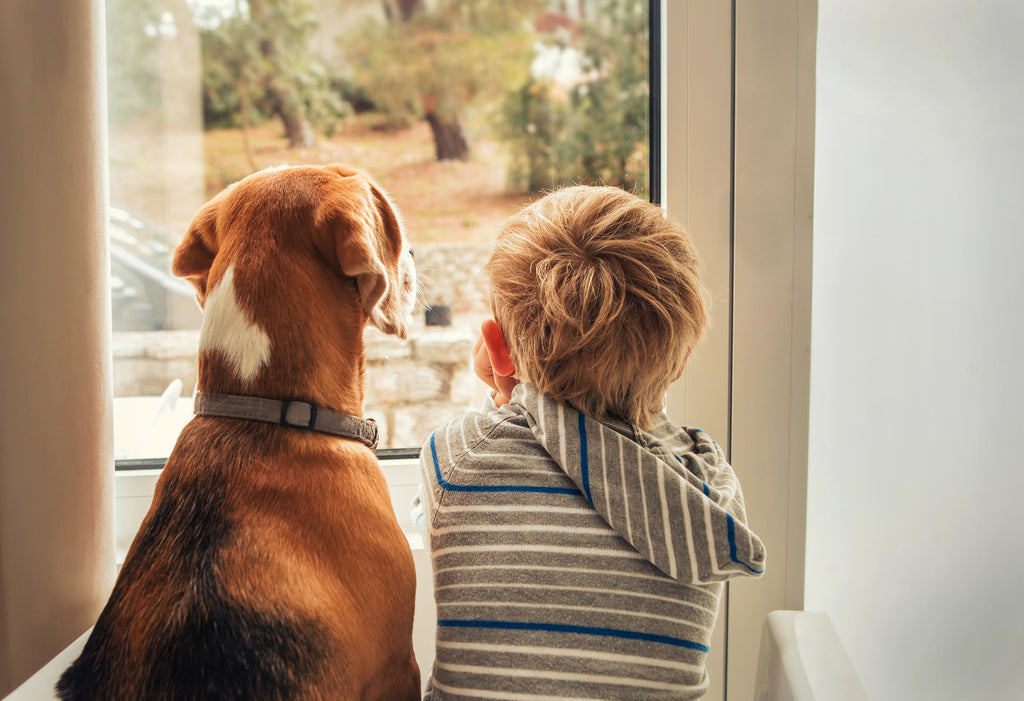 Most Affectionate Dog Breeds for Families with Kids