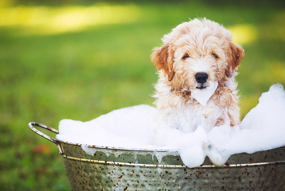 Top Oatmeal Dog Shampoo Benefits