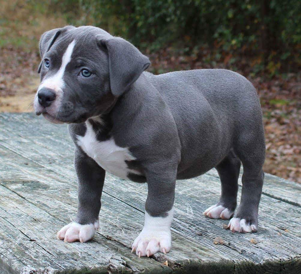 American Grey And White Blue Nose Pitbull Gray Pitbull Mix