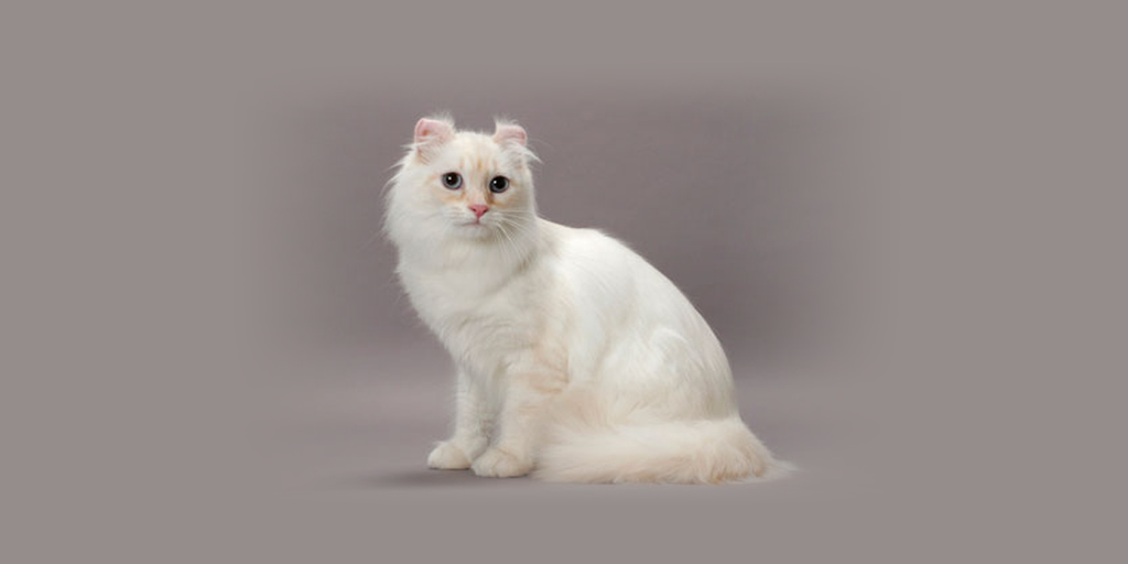What is the American Curl Cat?