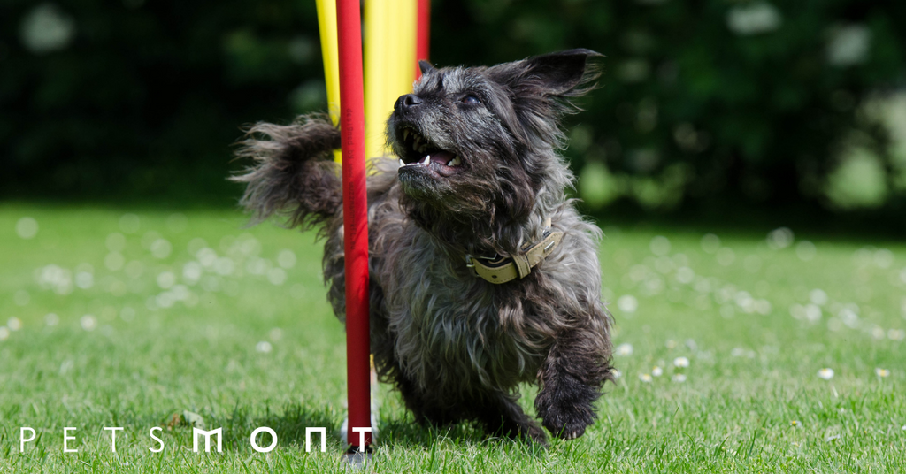 What Is Dog Agility Training: 5 Things You Need To Know