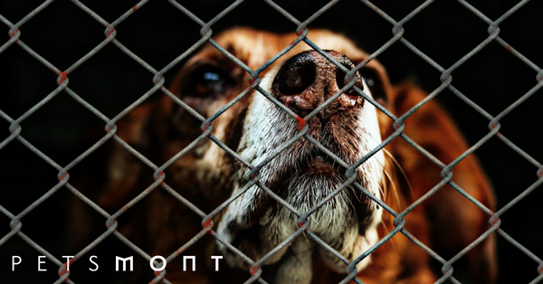 Why You Should Get Rescue Dogs For Adoption