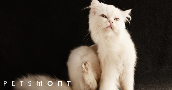 Best Flea Treatment For Cats: 3 Options For Your Feline