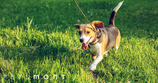 Walking Dogs: 3 Things Every Dog Owner Should Know