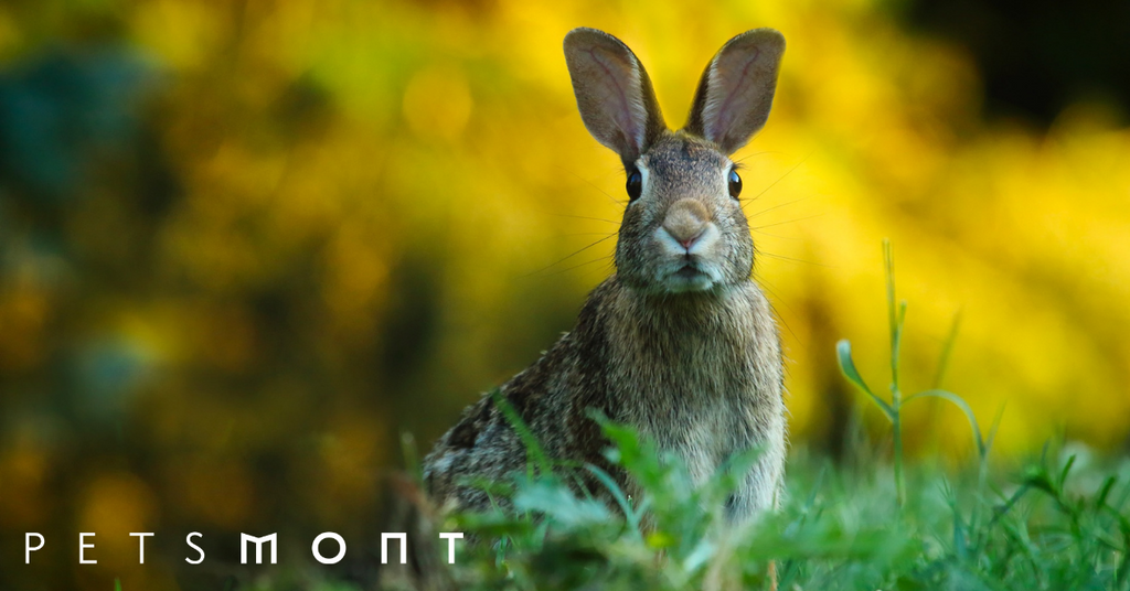 Rabbit Anatomy: The Truth of the Cottontail