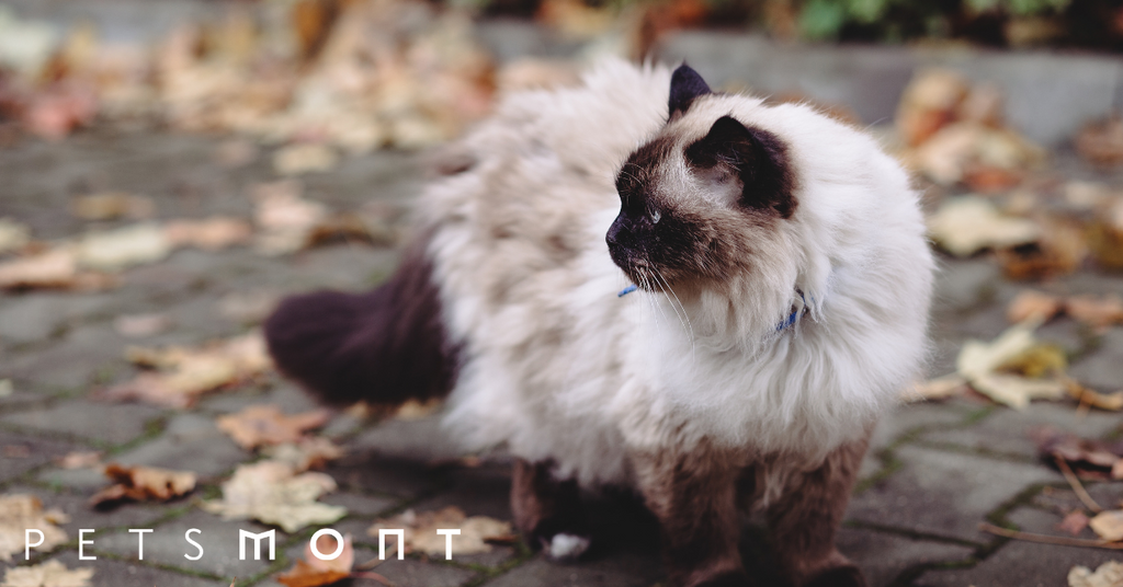 Is a Birman Cat the Best Pet for You: Here's What You Need To Know