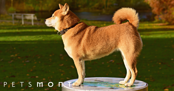 Dog Tracking Device: What You Should Know to Keep Your Canine Safe