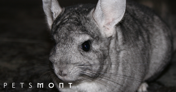 Top Ways to Improve the Chinchilla Lifespan