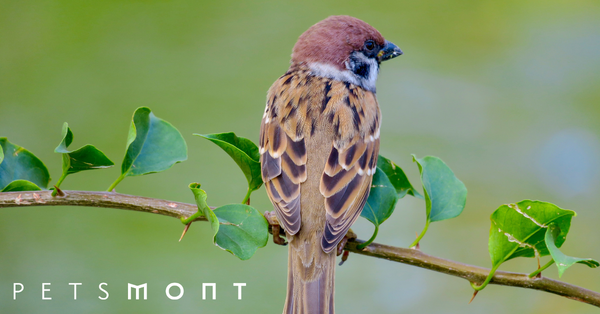 5 Bird Hygiene Tips You Need To Know