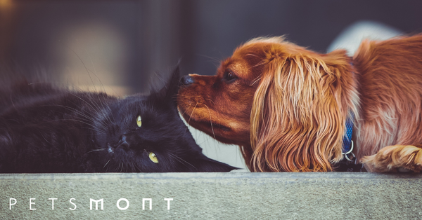 Here Are the 5 Best Types of Pets