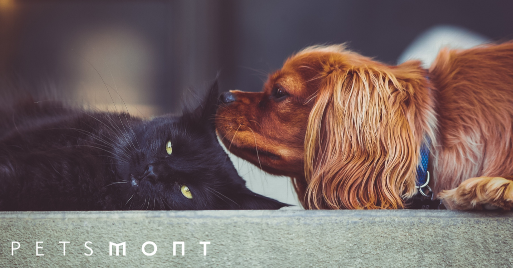 Here Are the 5 Best Types of Pets Petsmont