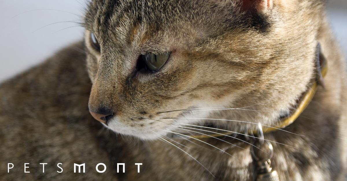 Cat Tracking Collar What You Should Know Before Buying Petsmont