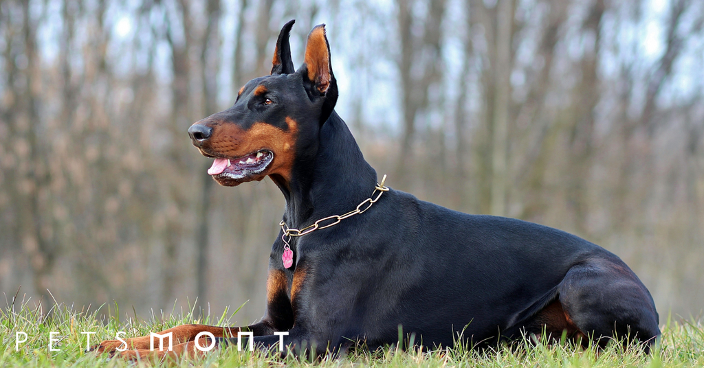 Doberman puppy deals care